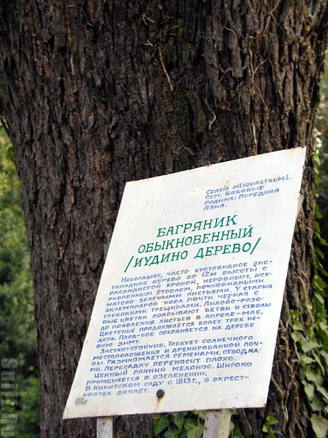 Иудино дерево