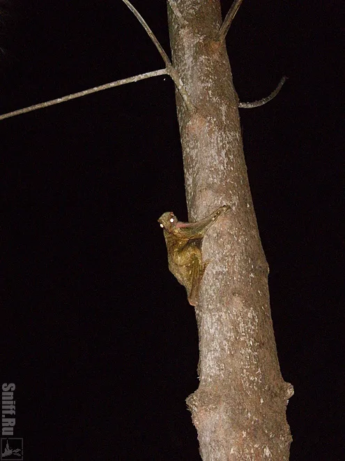flying fox