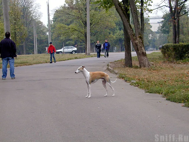 волькинтуз