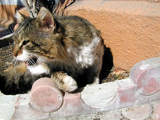 Мерзкий котяра