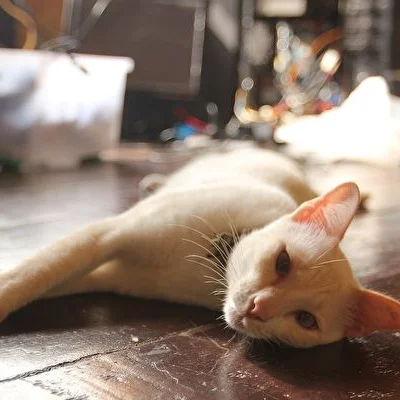 Котик–Котик
