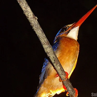 Kinabatangan, Borneo, Malaysia