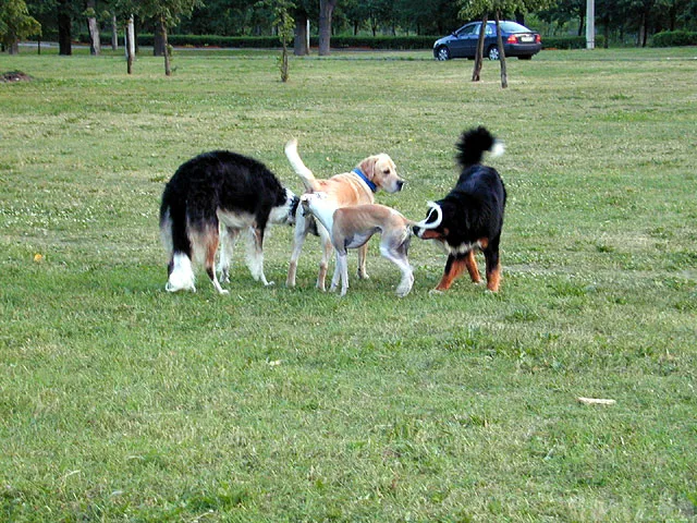Dogs