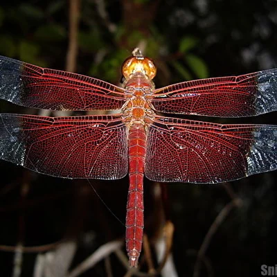 Bako, Borneo, Malaysia