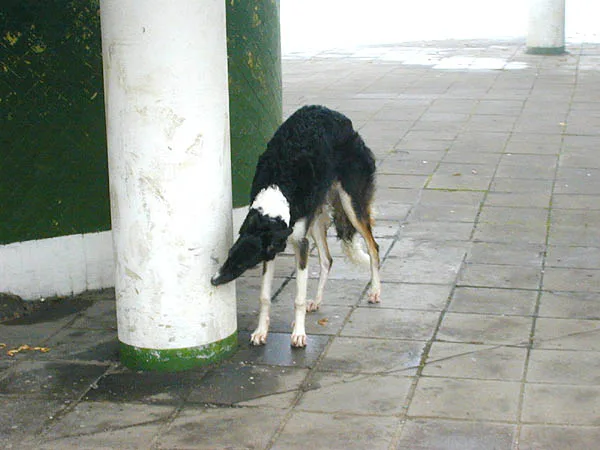 Лютик