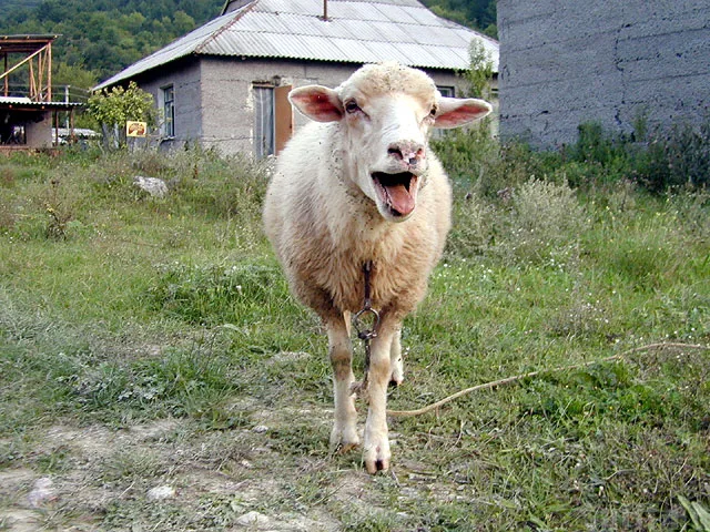 Глупая овца