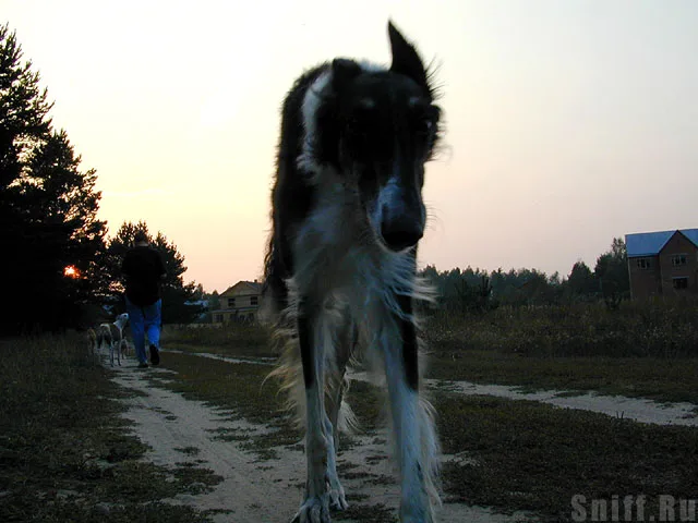 Лютик