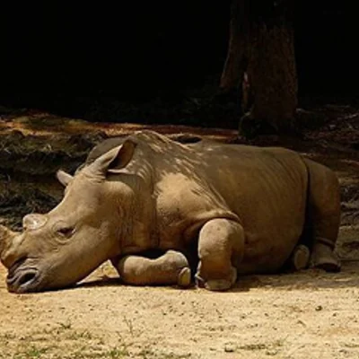 Zoo Negara, Malaysia